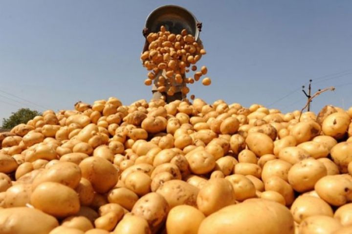 Qazaxıstan Azərbaycan kartofunu geri qaytardı