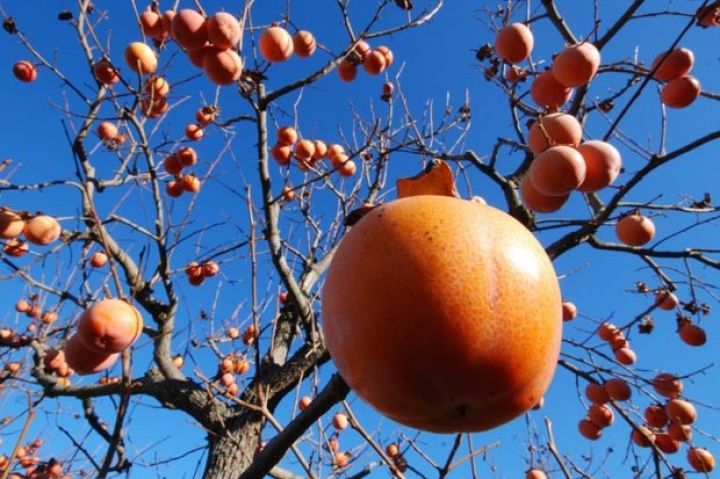 Qüvvələr səfərbər olunub, 80%-i Rusiyaya göndərilir