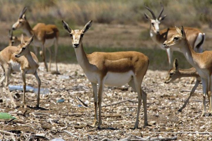 Ölkəmizdə ilk dəfə olaraq Safari Parkı açılır