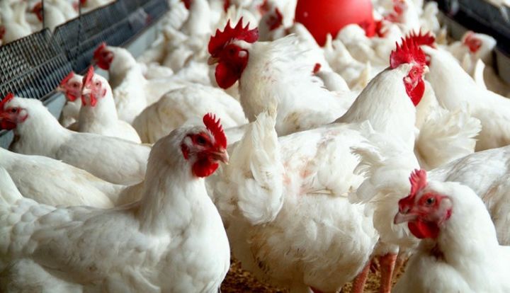 Salyanda Damazlıq Quşçuluq təsərrüfatı və pivə zavodu yaradılır