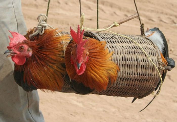 "Bankir və borcalan tələyə düşürlər"