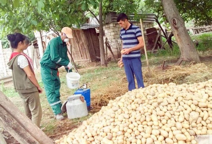 Tovuz kartofu üçün təhlükə