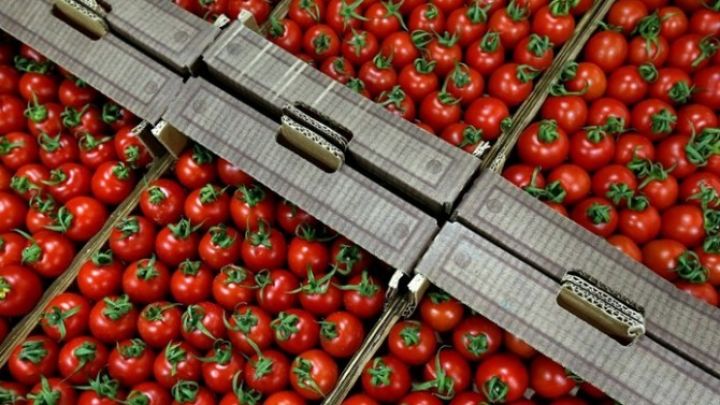 Pomidor ixracatçılarımızdan May rekordu!