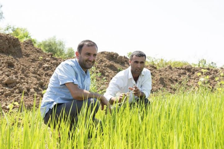 "Əkdiyimiz düyüyə artıq əvvəlcədən sifarişlər almışıq”