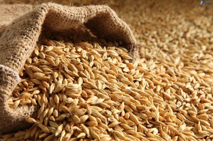 Azərbaycana 180 ton yüksək məhsuldarlıqlı elit toxum gətirilib