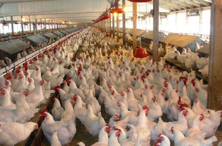 Yeni quşçuluq şirkəti yaradılıb