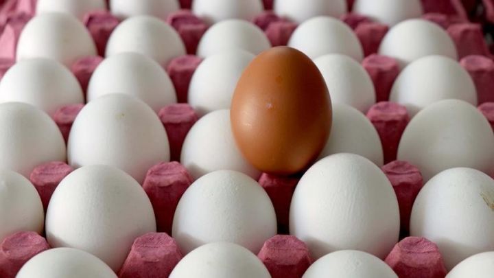 Azərbaycanın yumurta istehsalında böyük azalma