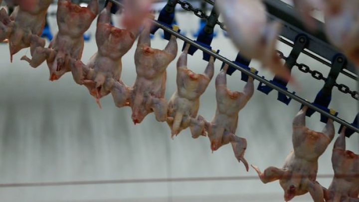 Səudiyyə Ərəbistanı Türkiyədən heyvan mənşəli məhsulların idxalını qadağan etdi