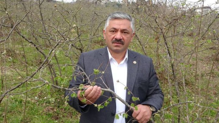 Türkiyədə fındıq tumurcuqlarını don vurub, məhsuldarlığın azalacağı gözlənilir