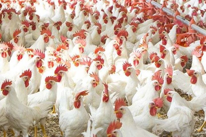 Quşçuluq və arıçılıq təsərrüfatlarının sığortalanması planlaşdırılır