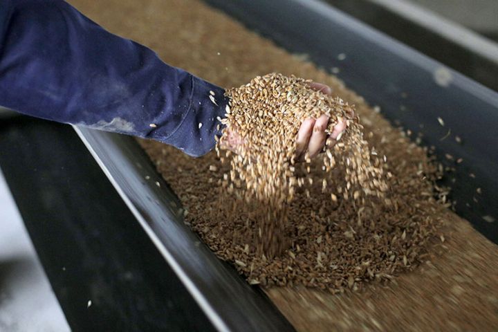 Rusiyadan buğda ixracı azalıb