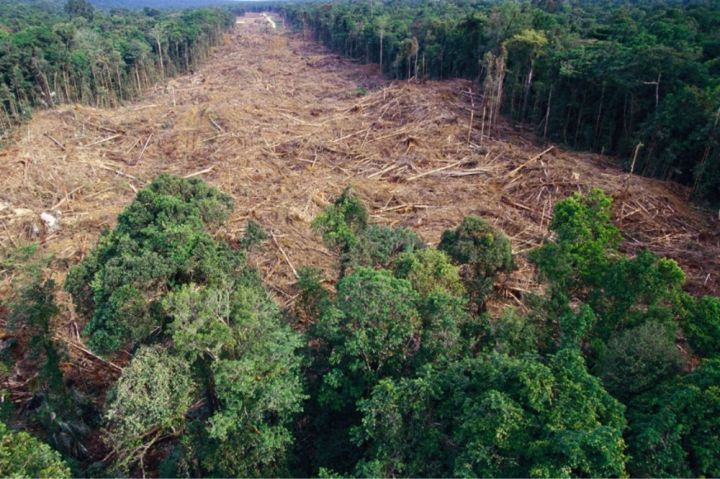 FAO: son otuz ildə 420 milyon hektar meşə sahəsi itirilib