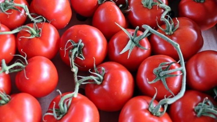 Azərbaycan Körfəz və Avropa ölkələrinə pomidor ixrac etmək üçün hərəkətə keçib