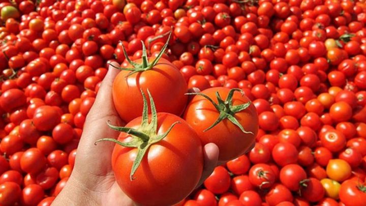 AQTA kiçik fermerlərə sertifikat vermir – 10 QƏPİYƏ POMİDOR