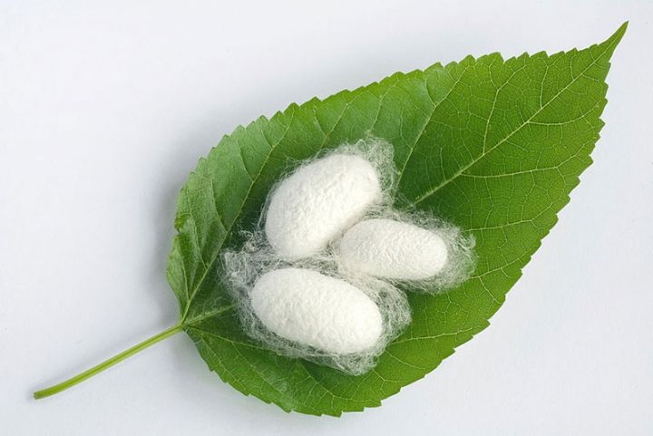 Yaş barama tədarükündə Zərdab və Ağcabədi öndədirlər