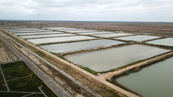 Bu təsərrüfatda 10 ton nərə kürüsü, 200 ton nərə əti istehsal edilməsi nəzərdə tutulur