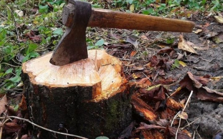 Təbiətə 207 min manatdan çox ziyan vurulması müəyyən edilib, cinayət işləri başlanıb