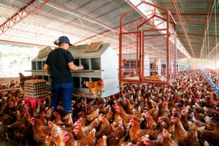"FHN-in qərarı dəyişməsə, təsərrüfatımız məhv olacaq, insanlar işsiz qalacaq”