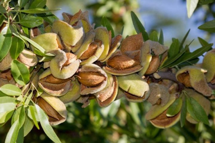 Yeni badam bağı salınıb