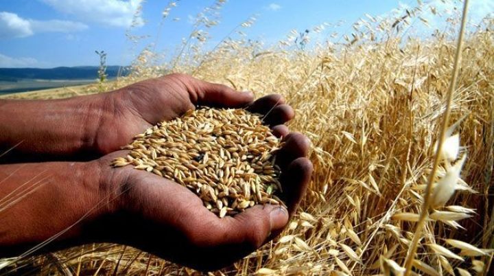 Buğdada orta məhsuldarlıq açıqlandı