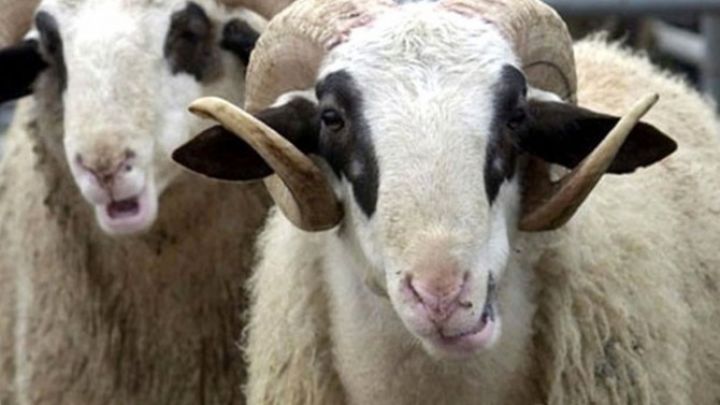 Qurban heyvanların kəsilməsi üçün yerlər müəyyənləşdirilib