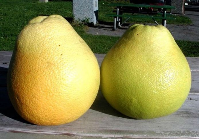 Lənkəranda yetişdirilir, çəkisi 2 kiloqrama çatır
