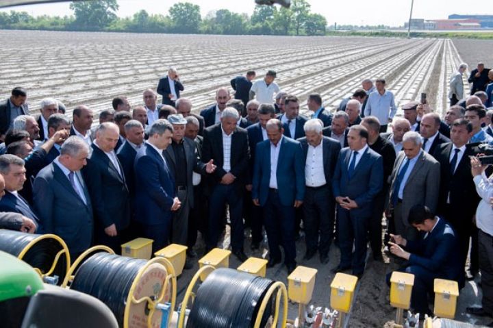 Azərbaycanda Çin texnologiyası əsasında pambıq əkini -  50-60 SENTİNER MƏHSULDARLIQ