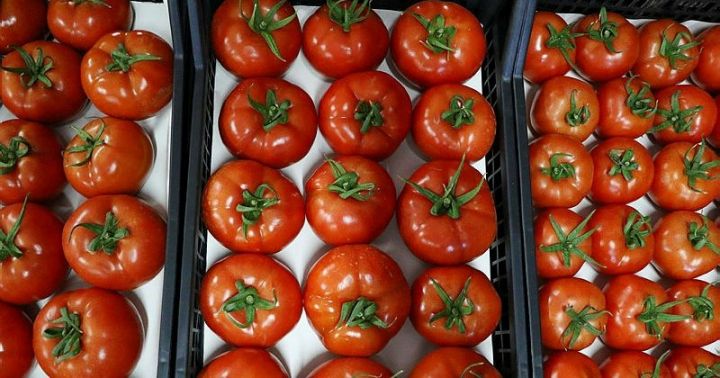 Azərbaycanın pomidor ixracından gəliri 11 % azalıb