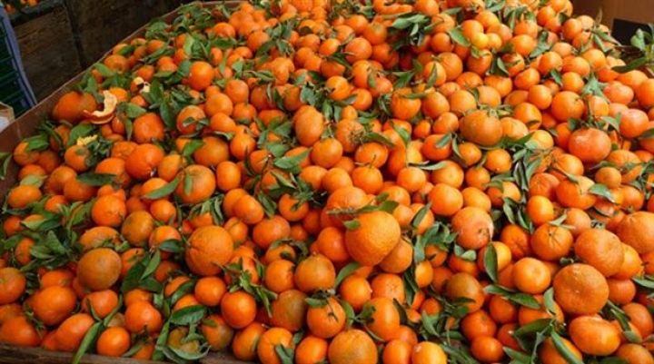 Azərbaycanda naringi bağlarının güzəştli sığortası başlayıb – ŞƏRTLƏR, MƏBLƏĞLƏR, MİSALLAR