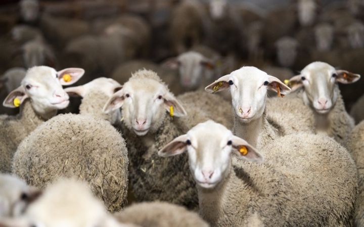 88 ünvanda qurbanlıq heyvanların satışı və kəsimi təşkil olunacaq - ÜNVANLAR