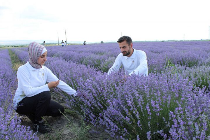 Azərbaycanda orqanik lavanda balının istehsalına başlanılacaq