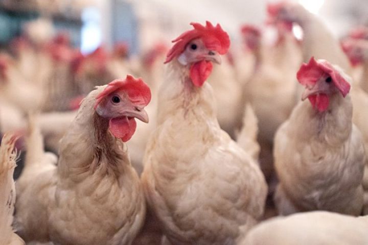 Yaponiya quş qripinə görə daha 1 milyon toyuğu məhv edəcək