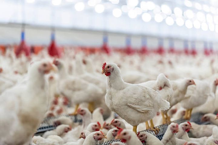 "Səba" şirkətinin aktivlərini almış “Chicken Pro.”nın nizamnamə kapitalı azaldılır