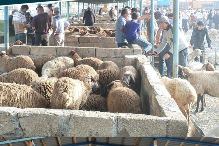 Şamaxı və Göyçay heyvan satışı bazarları açılıb